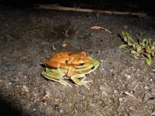 Montevideo Tree Frog