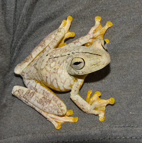 Rosenberg's Gladiator Frog