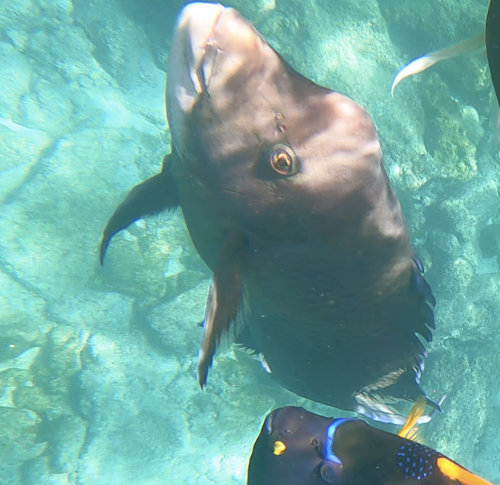 Mexican Hogfish