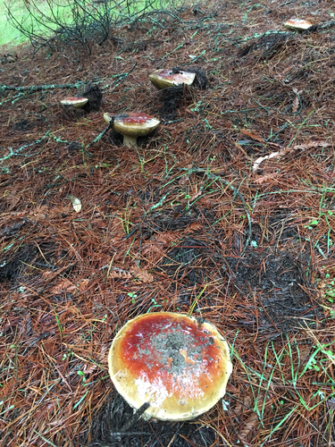King Bolete