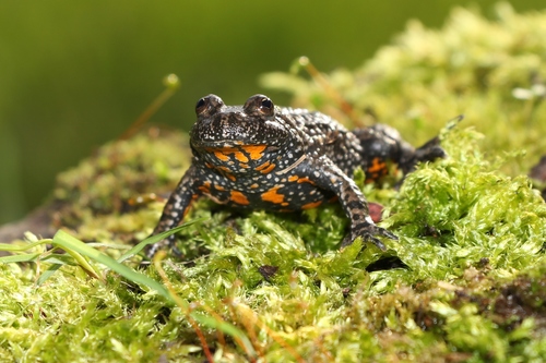 European Fire-Bellied Toad