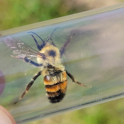 Two-spotted Bumble Bee