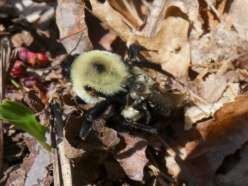 Brown-belted Bumble Bee