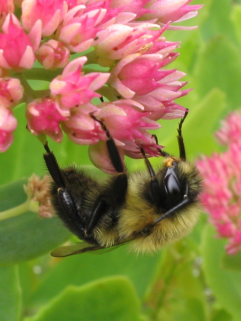 Common Eastern Bumble Bee