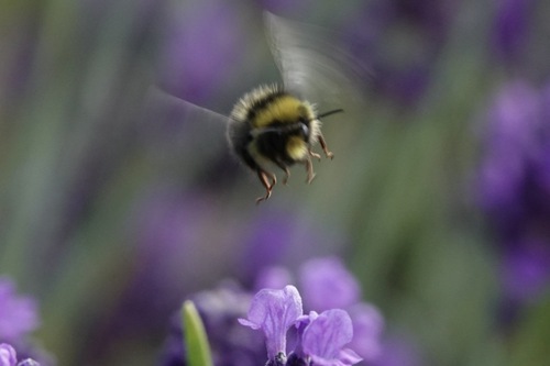 Red-tailed Bumble Bee