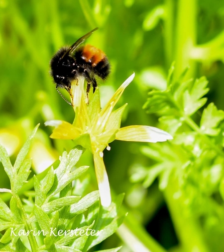 Black-tailed Bumble Bee