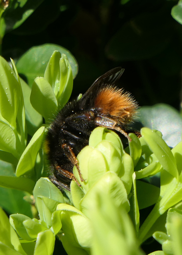 Early Bumble Bee