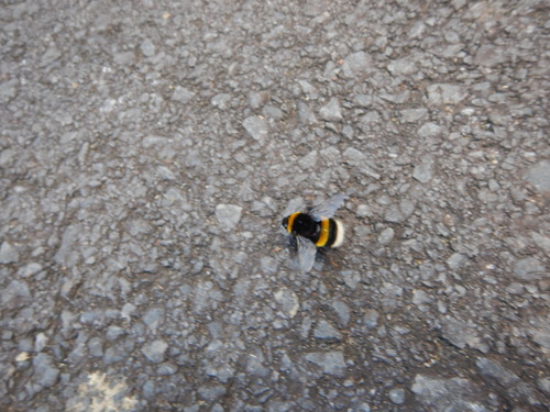 Buff-tailed Bumble Bee