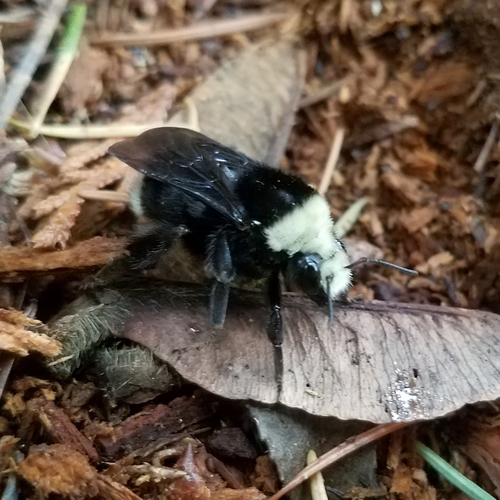 Yellow-faced Bumble Bee
