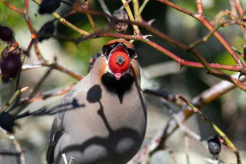 Bohemian Waxwing