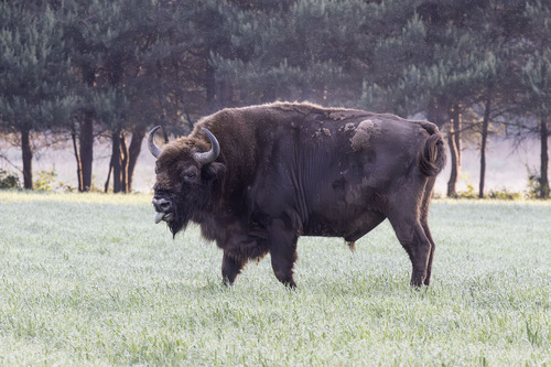 Wisent