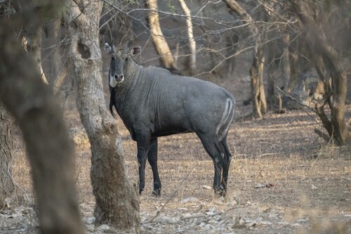 Nilgai