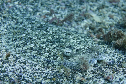 Wide-eyed Flounder