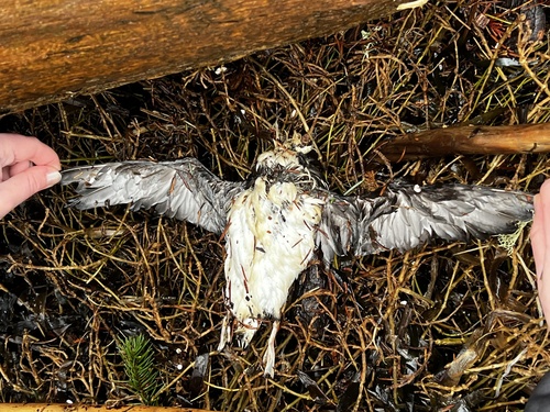 Marbled Murrelet