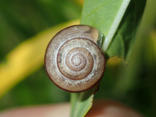 Asian Tramp Snail