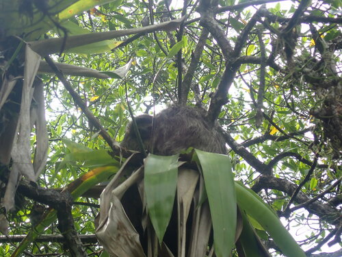 Pygmy Three-toed Sloth