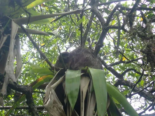 Pygmy Three-toed Sloth
