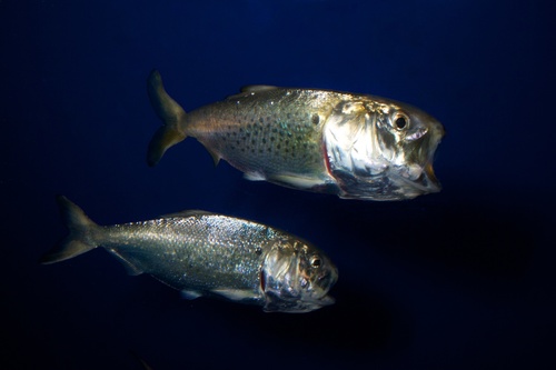Atlantic Menhaden