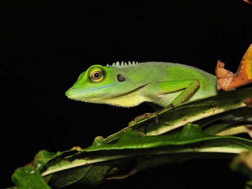 Green Crested Lizard