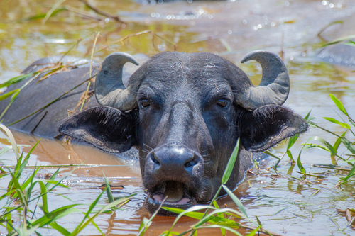 Domestic Water Buffalo