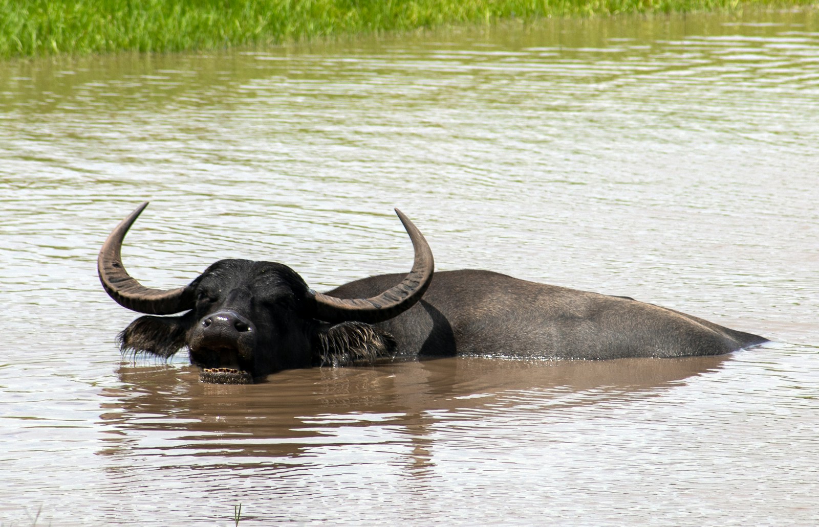 Domestic Water Buffalo
