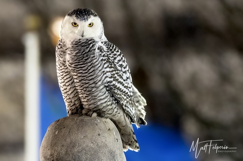 Snowy Owl