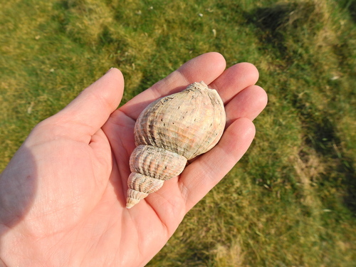 Common Whelk