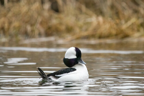 Bufflehead