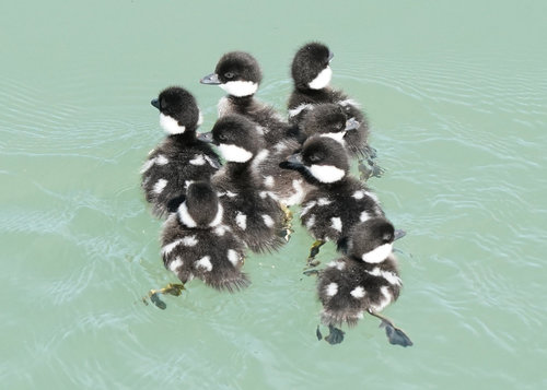 Common Goldeneye
