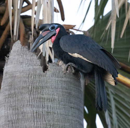 Abyssinian Ground-Hornbill