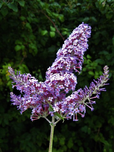Butterfly bush