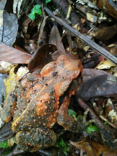 Taiwan Common Toad