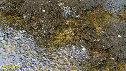Sakhalin Toad