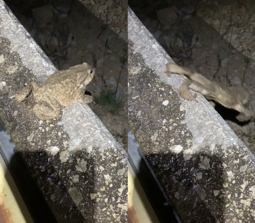 Spiny Toad