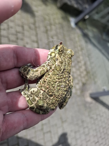 Green Toad