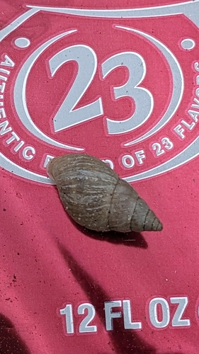 Ghost Bulimulus