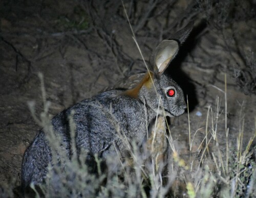 Riverine Rabbit