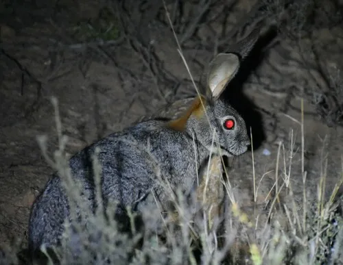 Riverine Rabbit