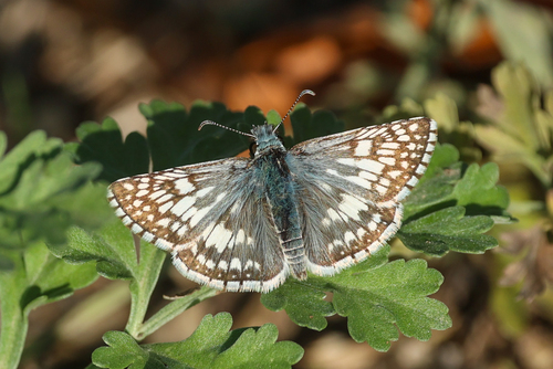 Common Checkered-Skipper
