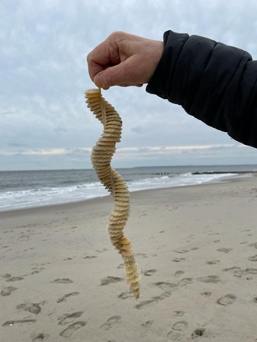 Channeled Whelk