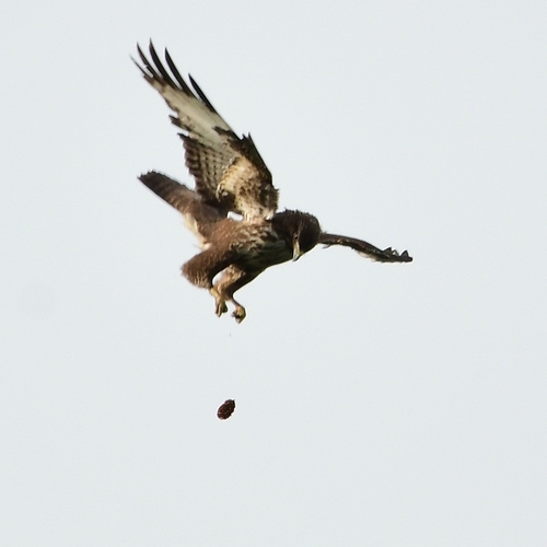 Common Buzzard