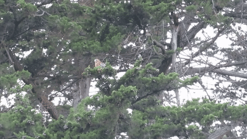 Red-shouldered Hawk