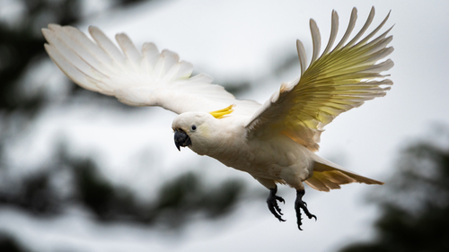 Sulphur-crested Cockatoo