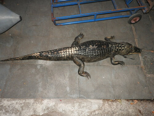 Yacare Caiman
