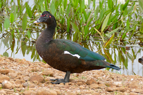 Muscovy Duck