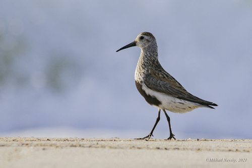 Dunlin