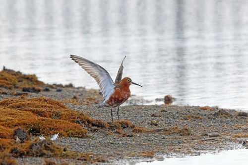 Curlew Sandpiper