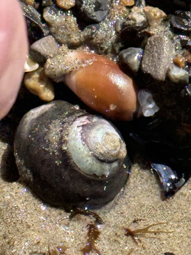 Purple Olive Snail