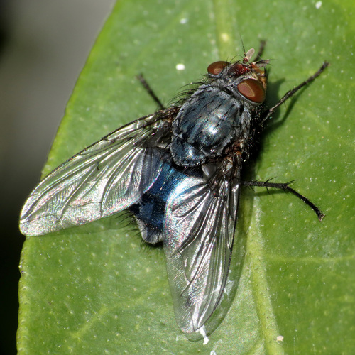 Blue Blowfly
