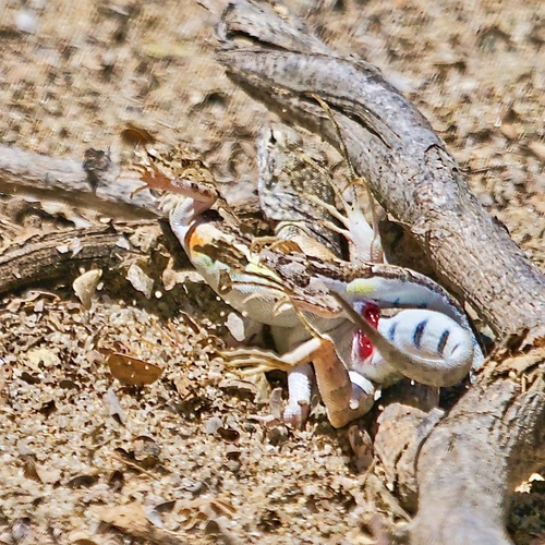 Zebra-tailed Lizard